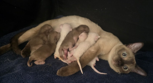 Amalia and & Her 7 Babies